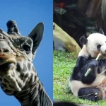 Zoologico Metropolitano