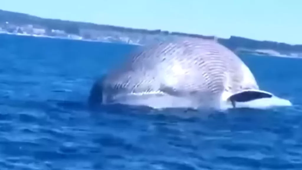 Canal 13 Ballena Algarrobo