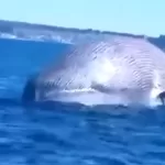 Canal 13 Ballena Algarrobo