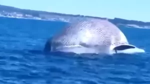 Canal 13 Ballena Algarrobo