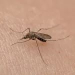 Dengue (2)