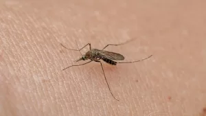 Dengue (2)
