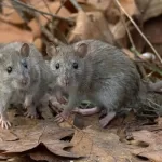 Hantavirus