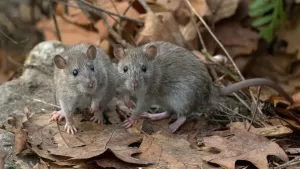 Hantavirus
