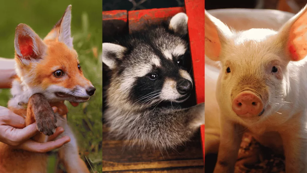 Mascotas, Perros, Cerdosm, Gatos, Mapaches, Zorros