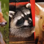 Mascotas, Perros, Cerdosm, Gatos, Mapaches, Zorros