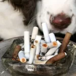 Influencer Perro