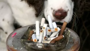 Influencer Perro